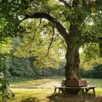 Giornata degli Alberi, l’appello di Coldiretti e Federforeste: servono più cura, competenze e una gestione attiva del patrimonio verde italiano