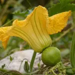 Pasta con i fiori di zucca: un piatto primaverile ricco di sapore e tradizione