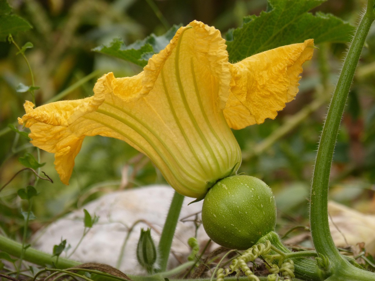 Pasta con i fiori di zucca: un piatto primaverile ricco di sapore e tradizione