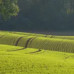 TEA in campo: ieri, oggi e domani