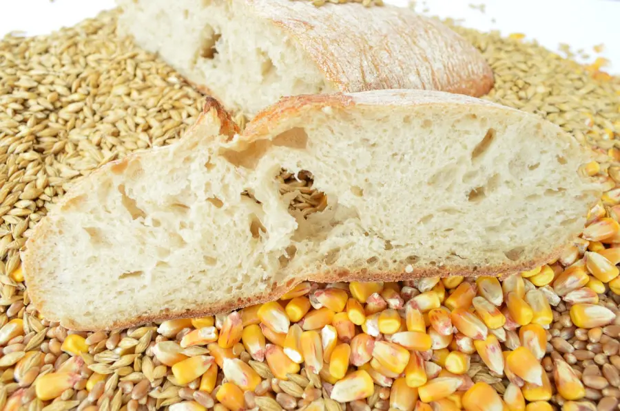 Non di solo pane: cereali e colture industriali tra ricerca, biodiversità e nuove sfide