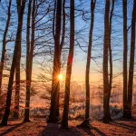 Giornata Mondiale degli Alberi: il patrimonio silenzioso che sostiene la vita