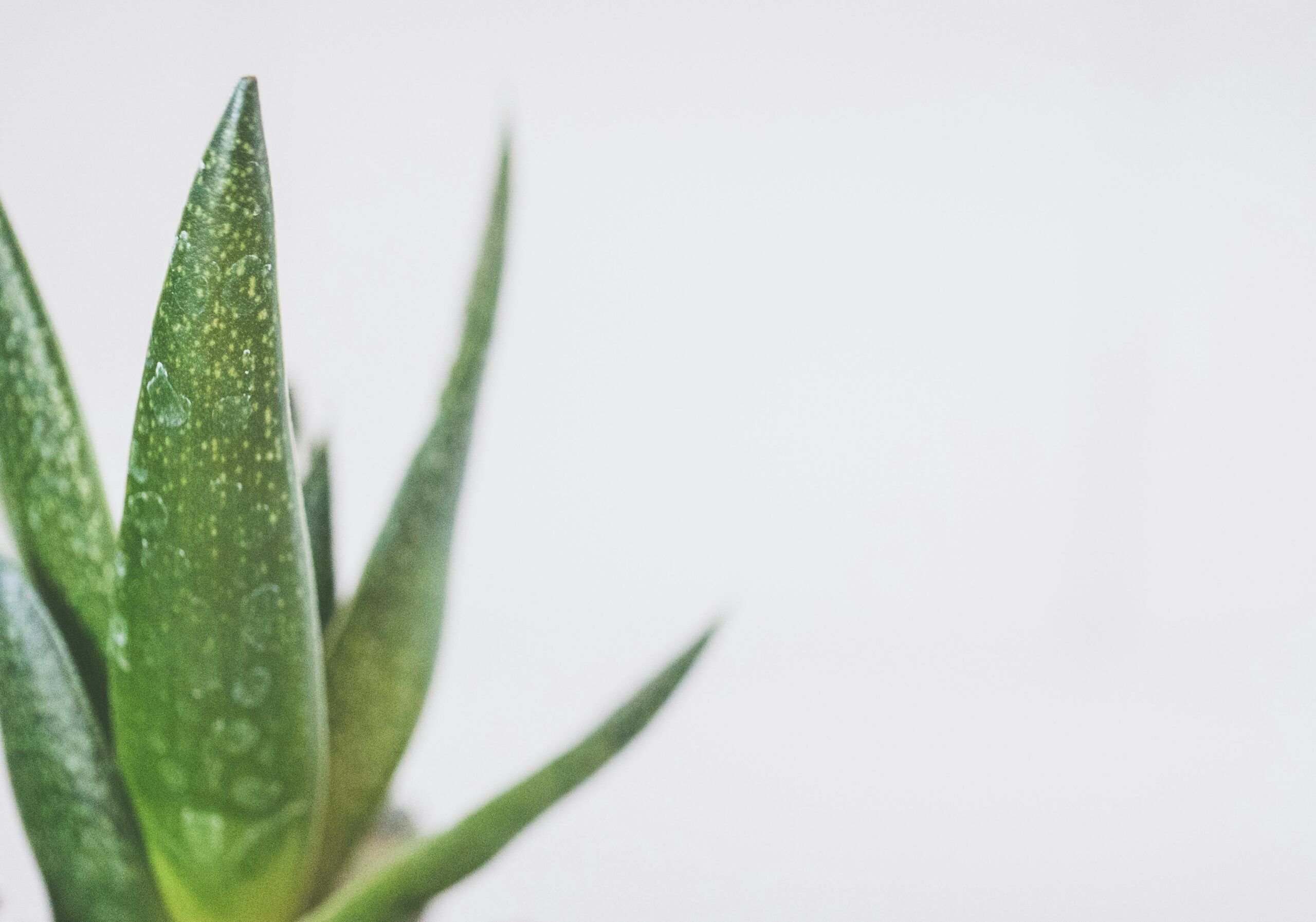 Felci, aloe e ficus: le piante che migliorano l’aria negli spazi chiusi