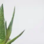 Felci, aloe e ficus: le piante che migliorano l’aria negli spazi chiusi