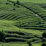 Agricoltura, Coldiretti chiede lo stop al divieto di urea: “Servono regole chiare sul digestato”