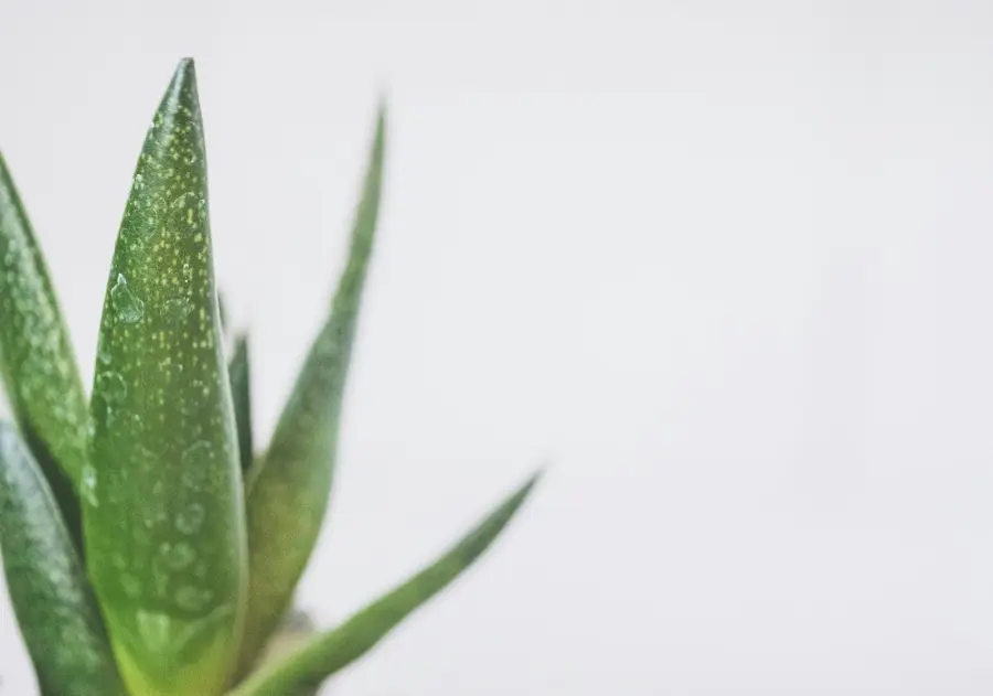 Felci, aloe e ficus: le piante che migliorano l’aria negli spazi chiusi