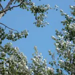 Pioppicoltura, Coldiretti rilancia la filiera: un’alleanza tra agricoltura, industria e ambiente