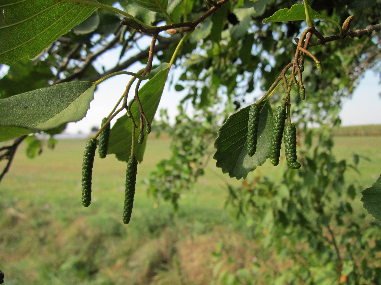 Nel cuore di Roma nasce un nuovo arboreto: il CREA mette a dimora 180 ontani neri per tutelare la biodiversità