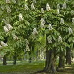 Castagneto Prenestino, un patrimonio vivente: studio, tutela e comunità attorno ai castagni secolari