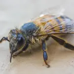 Api, dal miele un nuovo strumento per monitorare la salute delle colonie