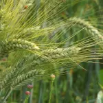 Pac 2028-2034: dieci miliardi in più all’agricoltura italiana