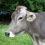 Sant’Antonio Abate, la Fattoria Italia a San Pietro: una sfilata che parla di biodiversità e filiere