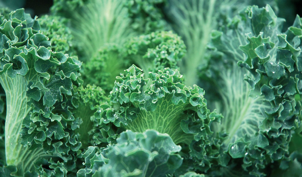 Torzella, il cavolo più antico del Mediterraneo che racconta la Campania