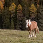 L’evoluzione dell’occupazione agricola nelle Marche secondo i dati INPS 2023