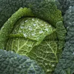 Ricette cavolo nero: tradizione, creatività e modi intelligenti per valorizzare un ingrediente ricchissimo