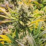 Canapa industriale, la svolta del Consiglio di Stato riapre il dibattito sulla filiera italiana