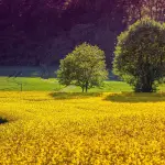 Il ritorno ai grani antichi: quali sono e perché fanno bene